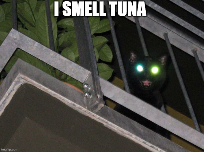 TUNA | I SMELL TUNA | image tagged in cursed cat,memes,funny,cats,demon cat,tuna | made w/ Imgflip meme maker