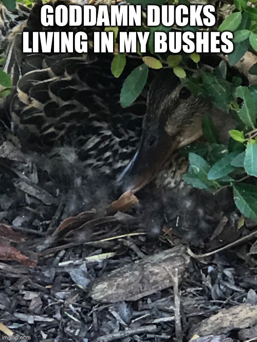 GODDAMN DUCKS LIVING IN MY BUSHES | made w/ Imgflip meme maker