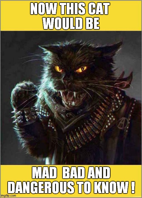 This Is Byron ... | NOW THIS CAT 
WOULD BE; MAD  BAD AND DANGEROUS TO KNOW ! | image tagged in cats,dangerous | made w/ Imgflip meme maker