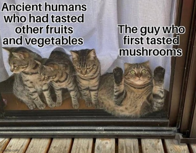 image tagged in funny memes | made w/ Imgflip meme maker