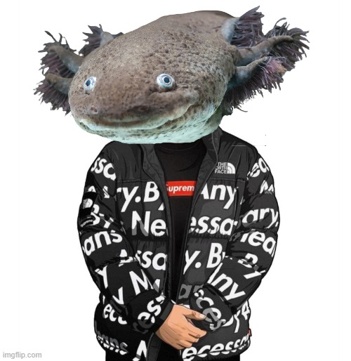 Axolotl with Drip | image tagged in supreme,ultra instinct,axolotl,drip,goku drip | made w/ Imgflip meme maker