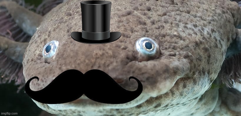 Axolotl Invites you to tea what do u do? | image tagged in fancy,axolotl,moustache | made w/ Imgflip meme maker