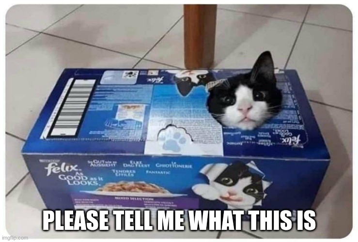 PLEASE TELL ME WHAT THIS IS | image tagged in cats | made w/ Imgflip meme maker