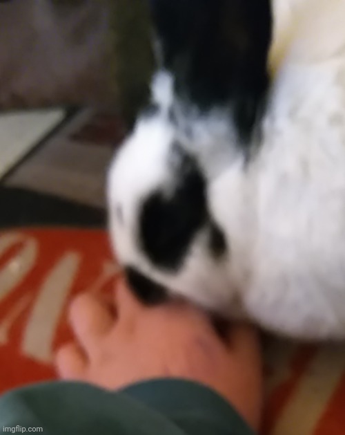 I have rabbit saliva all over my hand | made w/ Imgflip meme maker