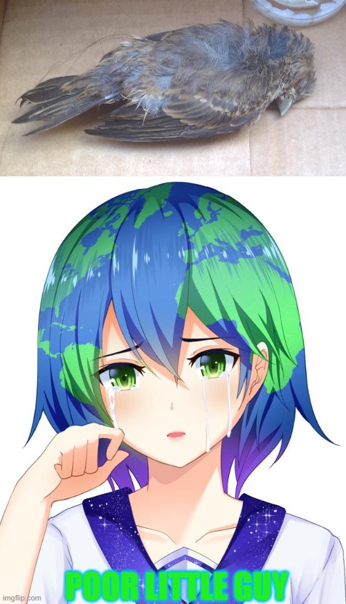RIP Birb | POOR LITTLE GUY | image tagged in sad earth-chan | made w/ Imgflip meme maker