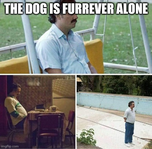 Forever alone | THE DOG IS FURREVER ALONE | image tagged in forever alone | made w/ Imgflip meme maker