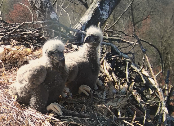 High Quality Eaglet Speaks Blank Meme Template