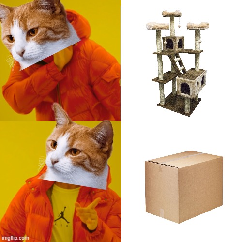 cats be like | image tagged in memes,drake hotline bling,cats | made w/ Imgflip meme maker