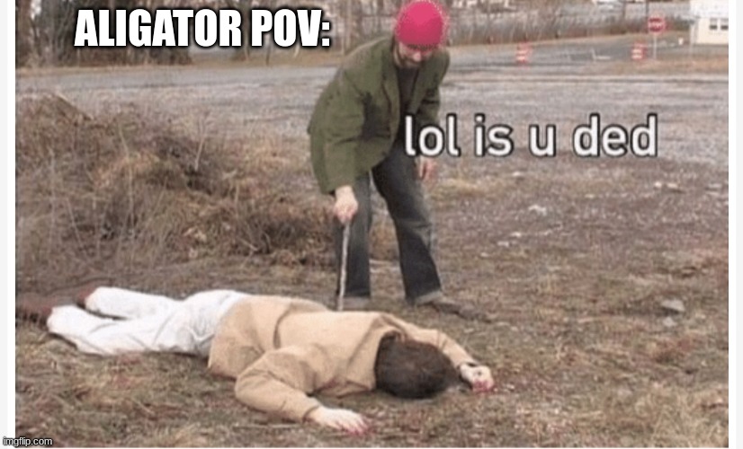 Lol is u ded | ALIGATOR POV: | image tagged in lol is u ded | made w/ Imgflip meme maker