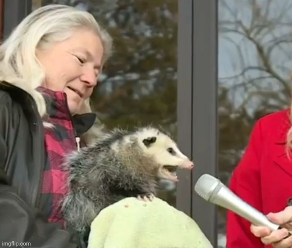 Interview possum | image tagged in interview possum | made w/ Imgflip meme maker