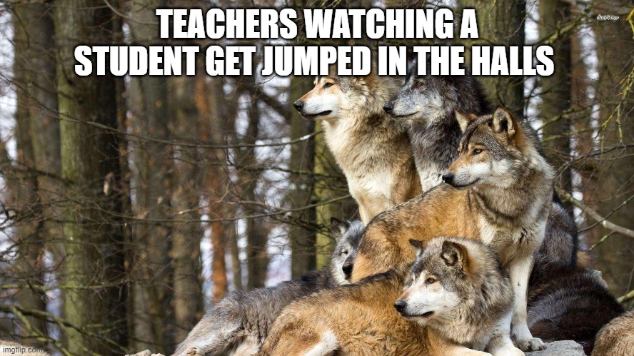 My template | TEACHERS WATCHING A STUDENT GET JUMPED IN THE HALLS | image tagged in wolf | made w/ Imgflip meme maker