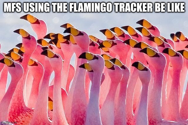Circle of flamingo | MFS USING THE FLAMINGO TRACKER BE LIKE | image tagged in circle of flamingo | made w/ Imgflip meme maker