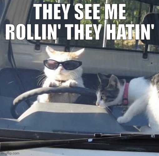 Rolling kitties | THEY SEE ME ROLLIN' THEY HATIN' | image tagged in driving,lol so funny,cats | made w/ Imgflip meme maker