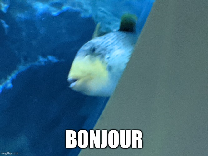 Triggerfish at the Adventure Aquarium | BONJOUR | image tagged in bonjour | made w/ Imgflip meme maker