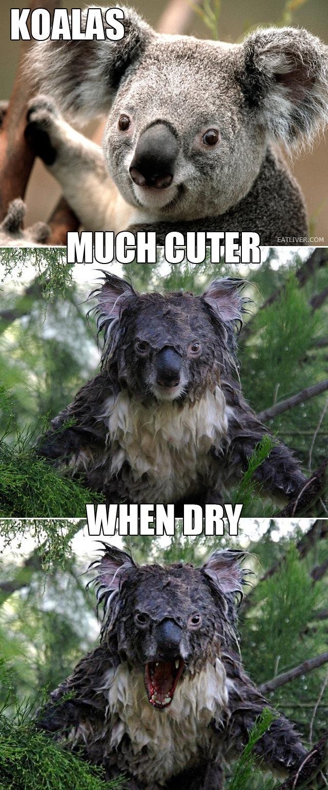 image tagged in animals,funny,koalas