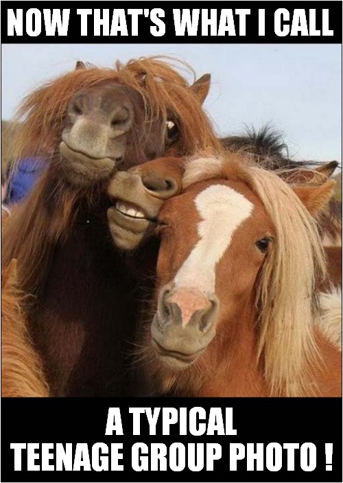 The Best Of Horsie Friends ! | NOW THAT'S WHAT I CALL; A TYPICAL TEENAGE GROUP PHOTO ! | image tagged in fun,now thats what i call,horses,group,teenagers,photo | made w/ Imgflip meme maker