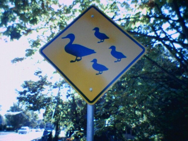 Duck crossing - Salem, Oregon Blank Meme Template