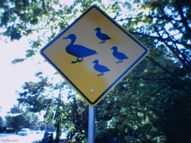 Duck crossing - Salem, Oregon - Imgflip