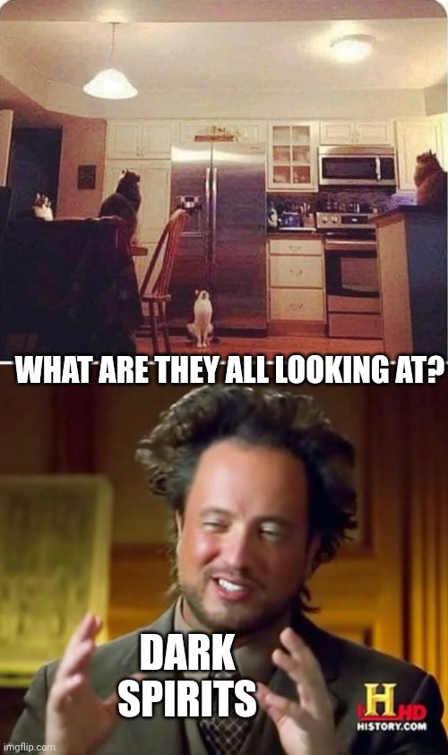 CATS CAN SEE THINGS WE CAN'T | WHAT ARE THEY ALL LOOKING AT? DARK SPIRITS | image tagged in memes,ancient aliens,cats,funny cats | made w/ Imgflip meme maker