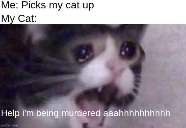 My cat screams whenever I pick her up- you would think she's being murdered or something, but she's just being held- | image tagged in screaming cat | made w/ Imgflip meme maker