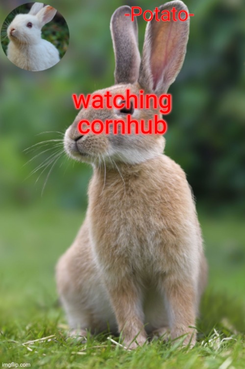 corn nudes | watching cornhub | image tagged in -potato- rabbit announcement | made w/ Imgflip meme maker
