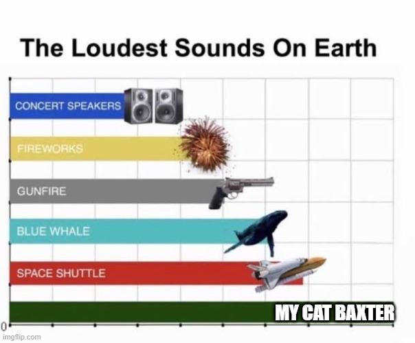 Baxter is loud. period. | MY CAT BAXTER | image tagged in the loudest sounds on earth | made w/ Imgflip meme maker