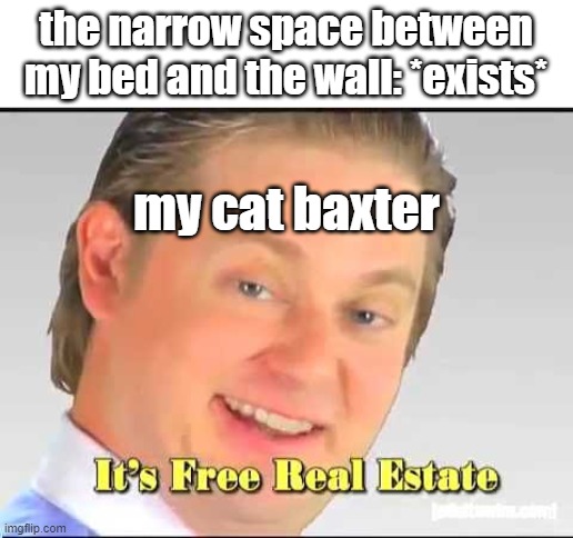 How is he this crazy | the narrow space between my bed and the wall: *exists*; my cat baxter | image tagged in its free real estate | made w/ Imgflip meme maker