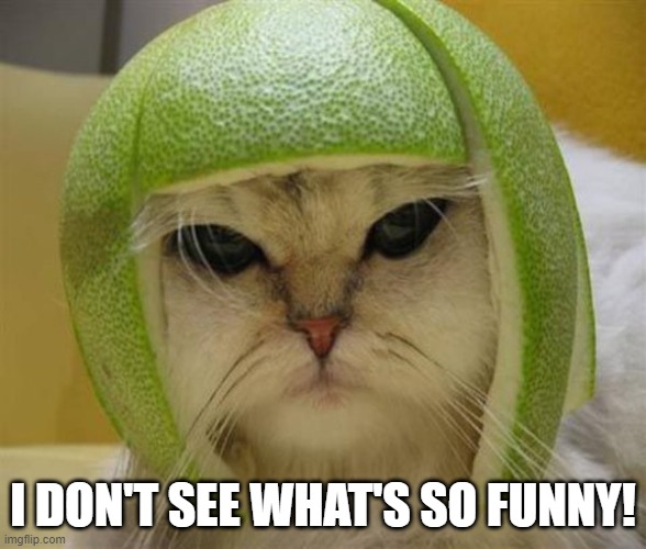 Cat With Lime Football Helmet - I don't see what's so funny! | I DON'T SEE WHAT'S SO FUNNY! | image tagged in cat with lime football helmet,i don't see what's so funny | made w/ Imgflip meme maker