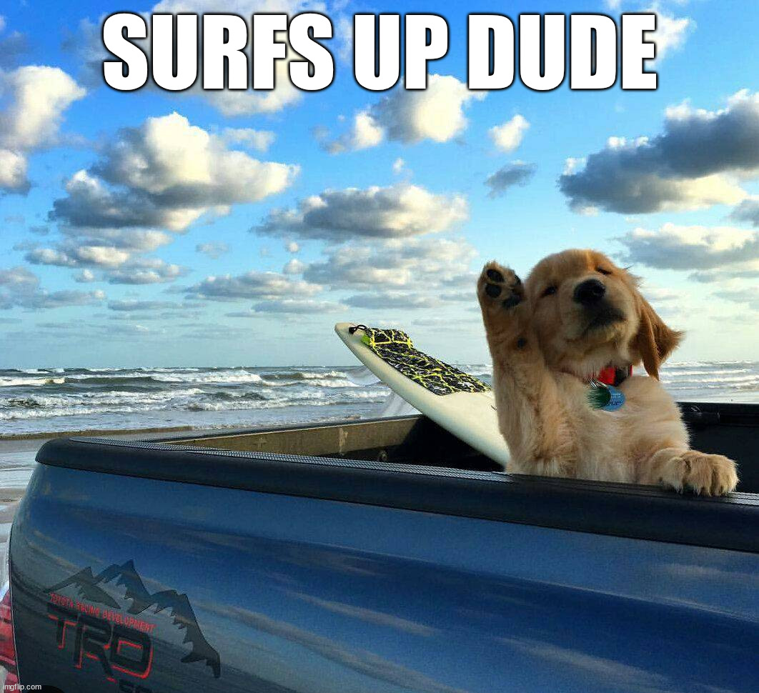 SURFS UP DUDE | image tagged in dogs | made w/ Imgflip meme maker