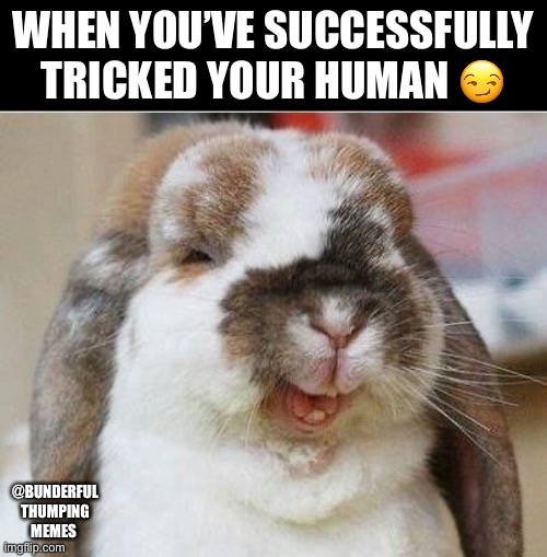 tricked bunny | WHEN YOU’VE SUCCESSFULLY TRICKED YOUR HUMAN 😏; @BUNDERFUL THUMPING MEMES | image tagged in hehe,rabbits | made w/ Imgflip meme maker