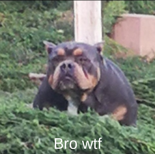 High Quality Bro wtf Blank Meme Template