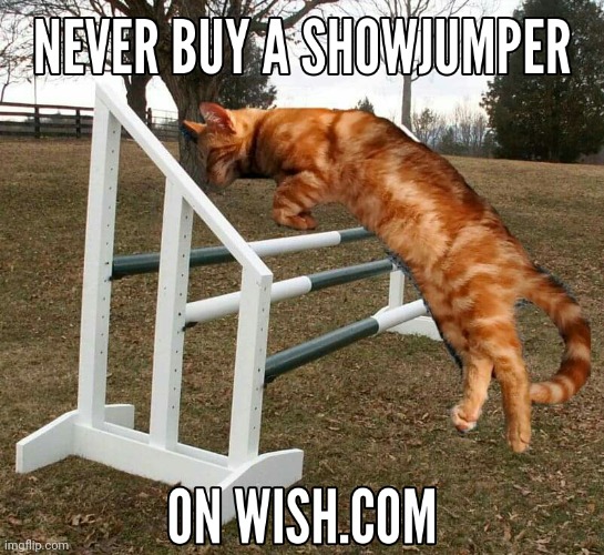 Cat jumping | image tagged in cat jumping | made w/ Imgflip meme maker