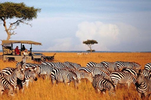 High Quality Kenya Wildlife Safari Packages Blank Meme Template