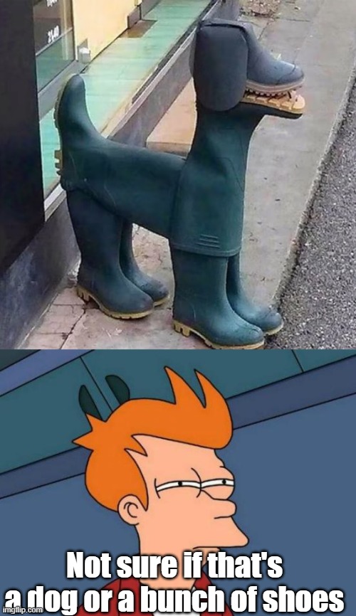 Not sure if that's a dog or a bunch of shoes | image tagged in memes,futurama fry | made w/ Imgflip meme maker