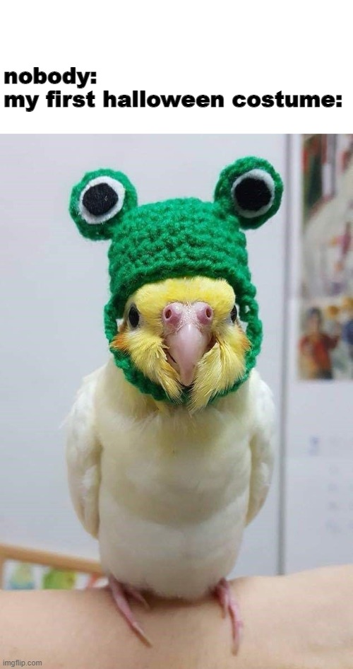 birb | nobody:

my first halloween costume: | image tagged in bird | made w/ Imgflip meme maker