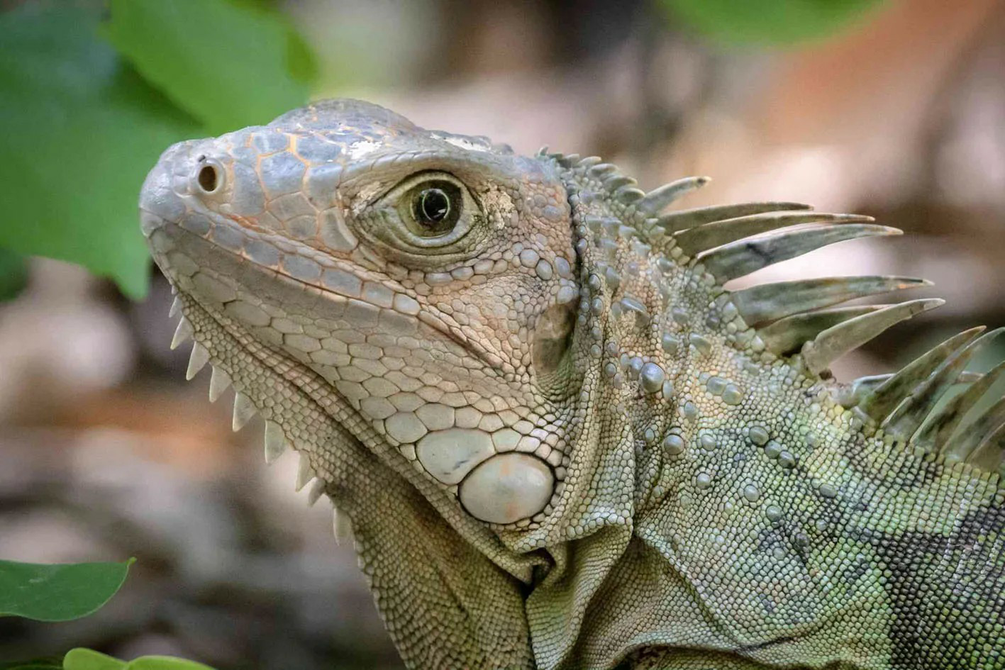 Columbian green iguana Blank Meme Template