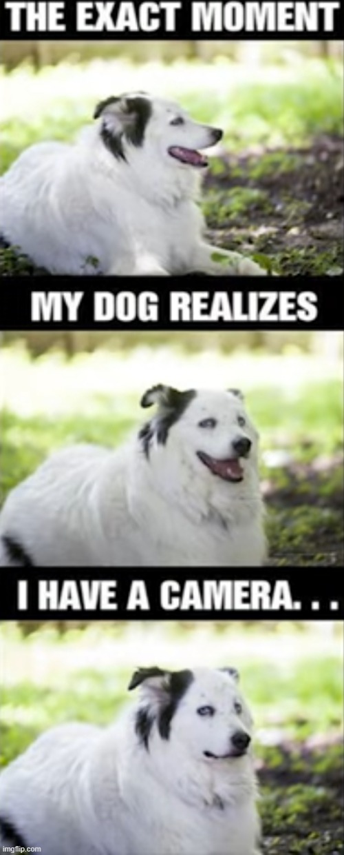 image tagged in dogs,timing | made w/ Imgflip meme maker