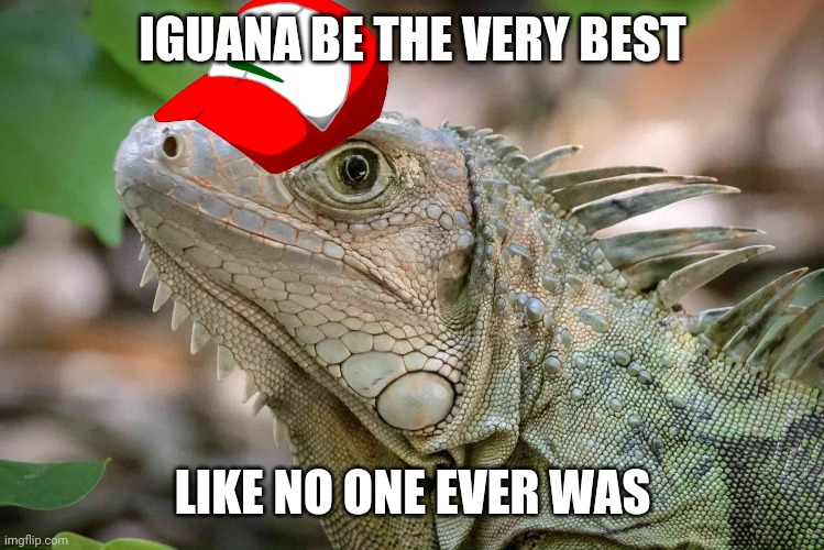 To catch flies is my real test, to eat them is my caaaause! |  IGUANA BE THE VERY BEST; LIKE NO ONE EVER WAS | image tagged in columbian green iguana,pokemon,ash ketchum,gotta catch em all,memes,anime | made w/ Imgflip meme maker