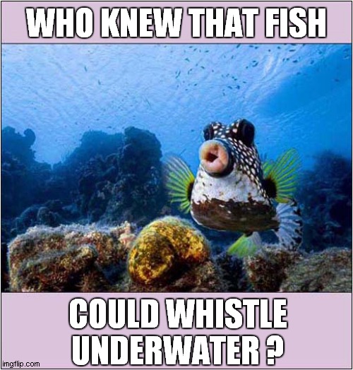 The Wonder Of Nature ! | WHO KNEW THAT FISH; COULD WHISTLE UNDERWATER ? | image tagged in fun,nature,fish,whistling,underwater | made w/ Imgflip meme maker