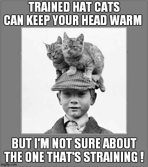 Ever Get That Warm, Tingling Sensation ? | TRAINED HAT CATS CAN KEEP YOUR HEAD WARM; BUT I'M NOT SURE ABOUT THE ONE THAT'S STRAINING ! | image tagged in cats,hats,peeing | made w/ Imgflip meme maker