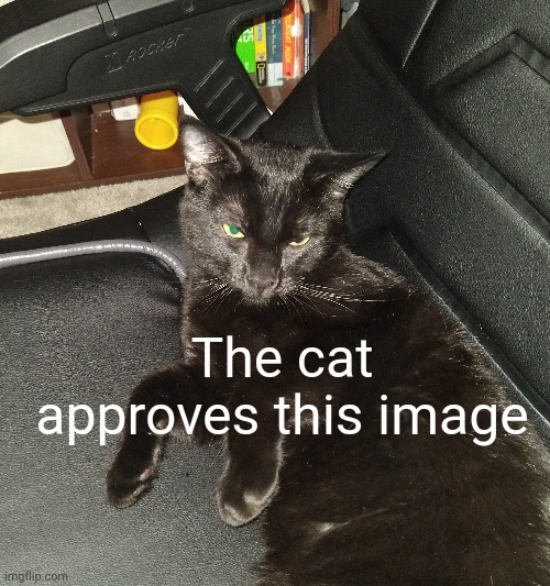 The cat approves this image | made w/ Imgflip meme maker