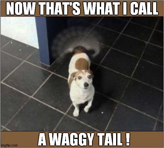 Blurry Happiness ! | NOW THAT'S WHAT I CALL; A WAGGY TAIL ! | image tagged in dogs,waggy,tail | made w/ Imgflip meme maker