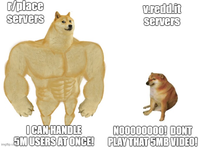 Big dog small dog | r/place servers; v.redd.it servers; NOOOOOOOO!  DONT PLAY THAT 5MB VIDEO! I CAN HANDLE 5M USERS AT ONCE! | image tagged in big dog small dog,ProgrammerHumor | made w/ Imgflip meme maker