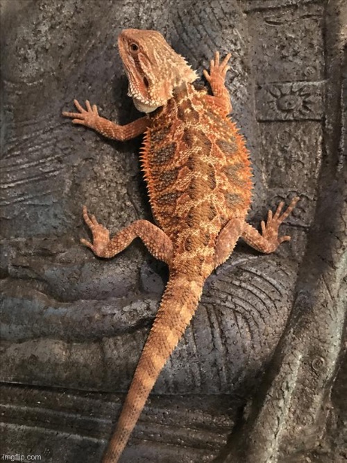 i’m getting this thing | made w/ Imgflip meme maker