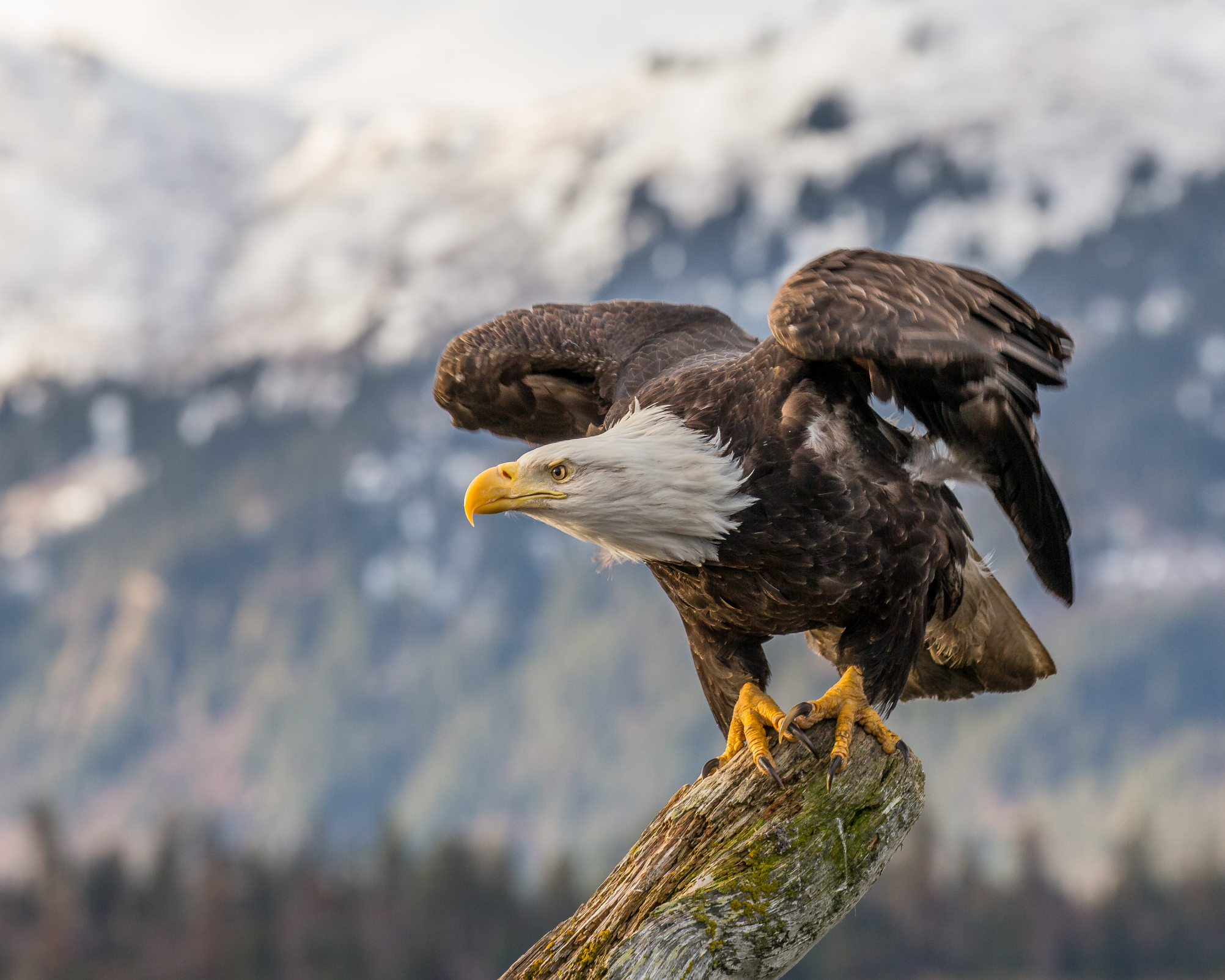 Bald Eagle challenges a windmill Blank Meme Template