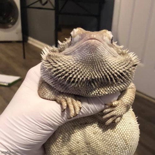 it | made w/ Imgflip meme maker