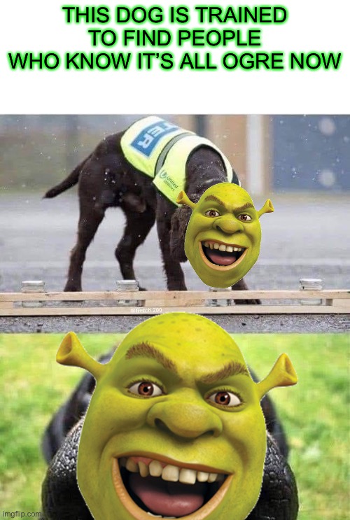 It’s all ogre now | THIS DOG IS TRAINED TO FIND PEOPLE WHO KNOW IT’S ALL OGRE NOW | image tagged in shrek | made w/ Imgflip meme maker