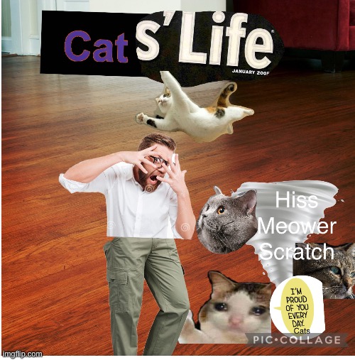 Cats life in a nutshell | image tagged in cat,sad cat thumbs up | made w/ Imgflip meme maker