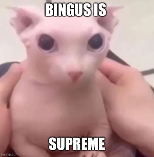 Bingus | BINGUS IS SUPREME | image tagged in bingus | made w/ Imgflip meme maker