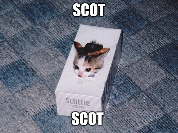 SCOT; SCOT | image tagged in memes,cats,scot | made w/ Imgflip meme maker